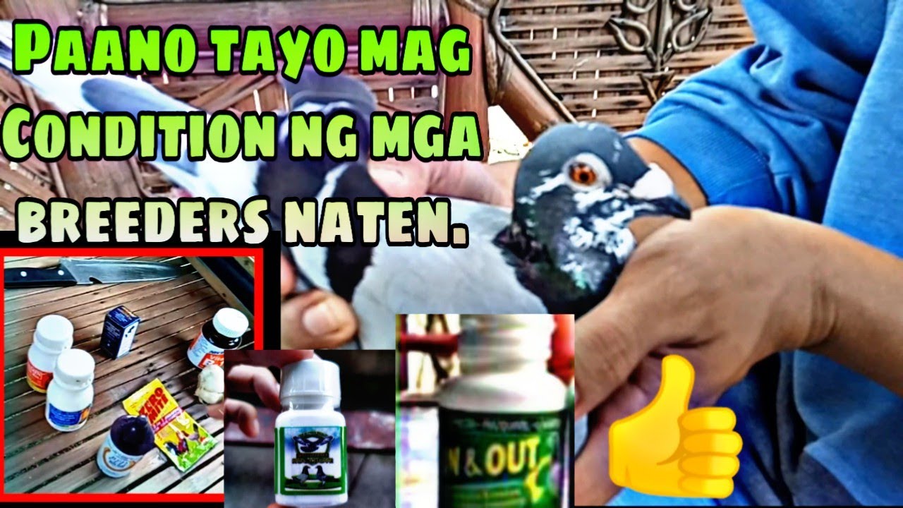 Paano tayo mag Condition ng Breeder na kalapati