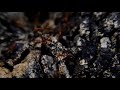 قالت نملة ياأيها النمل ادخلوا مساكنكم اسلام صبحي