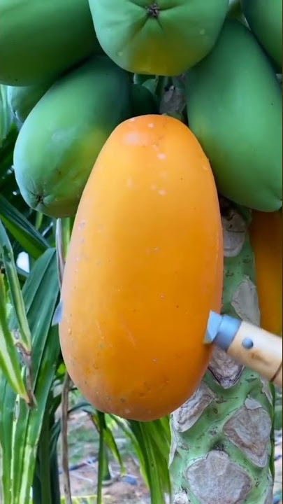 pepaya mangga pisang jambu #shorts