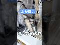 【プラケース】水が苦手なミズガメ?!我が家ではこう飼育します【クリイロハコヨコクビガメ】