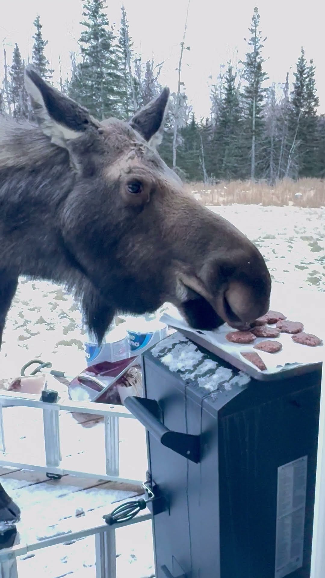 Moose Steals Freshly Baked Cookies || ViralHog