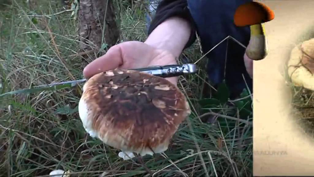 Caçadors de Bolets - TV3