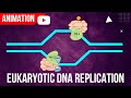 Eukaryotic dna replication animation  formation of initiation complex
