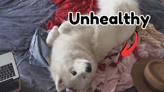 What Your Dog's Sleeping Position Reveals About Its mood, health, and personality? by Dog Talks 473 views 1 month ago 8 minutes, 7 seconds