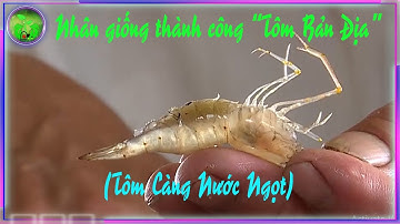 Nhân giống thành công Tôm càng nước ngọt - Tôm bản địa