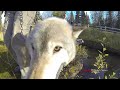 Wolf Day at the Alaska Zoo