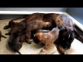 Cute 3 Week Old Boxer Puppies Learn to Play!