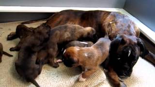 Cute 3 Week Old Boxer Puppies Learn to Play!