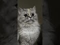 What Song? #funny #viral #cat #yt