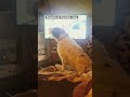 Dog hears voice on YouTube vlog #shorts #dog #vlog #barking