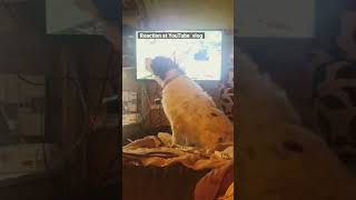 Dog hears voice on YouTube vlog #shorts #dog #vlog #barking