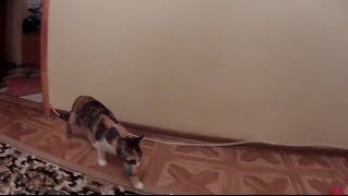 Кошка Hayabusa приносит мячик