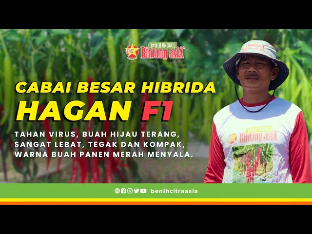 Tanam Cabai Besar Hingga Bisa Beli Mobil | Kisah Sukses Petani Bintang asiA class=