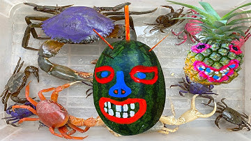 Kem Ốc Chanel bắt quái vật ăn cua, con bò, con vịt, con cá, mèo. Làm nước ép dưa hấu cho các con vật