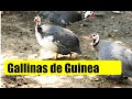 GALLINAS DE GUINEA, GALLINETAS, GALLINA GRIS,