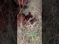 Ohhh to be an Alpaca #alpaca #alpacasoftiktok #farm #nature #naturevibes #naturegirl