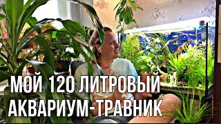 Мой аквариум - травник на 120 литров с кучей рыбы!Рассказываю и показываю без прикрас.