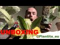 Unboxing de 3 nouvelles plantes rares spathiphyllum scindapsus et raphidophora