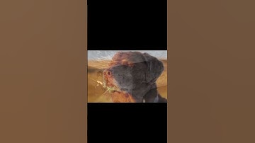 when you run out of ammo in grave/digger #roblox #memes #funny #gravedigger