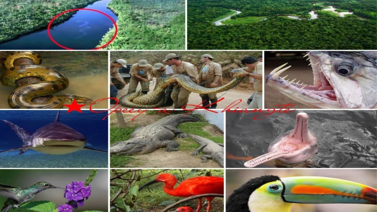 AMAZON BASIN LEH A-PHENA THILMAK INTHUPTE | Khawvel Ramngaw chhahtak kangmei + Huai a awm em ni?