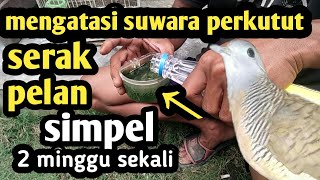Cara Ini lah maanfaat air larutan untuk burung perkutut suwara serak pelan jadi normal lagi