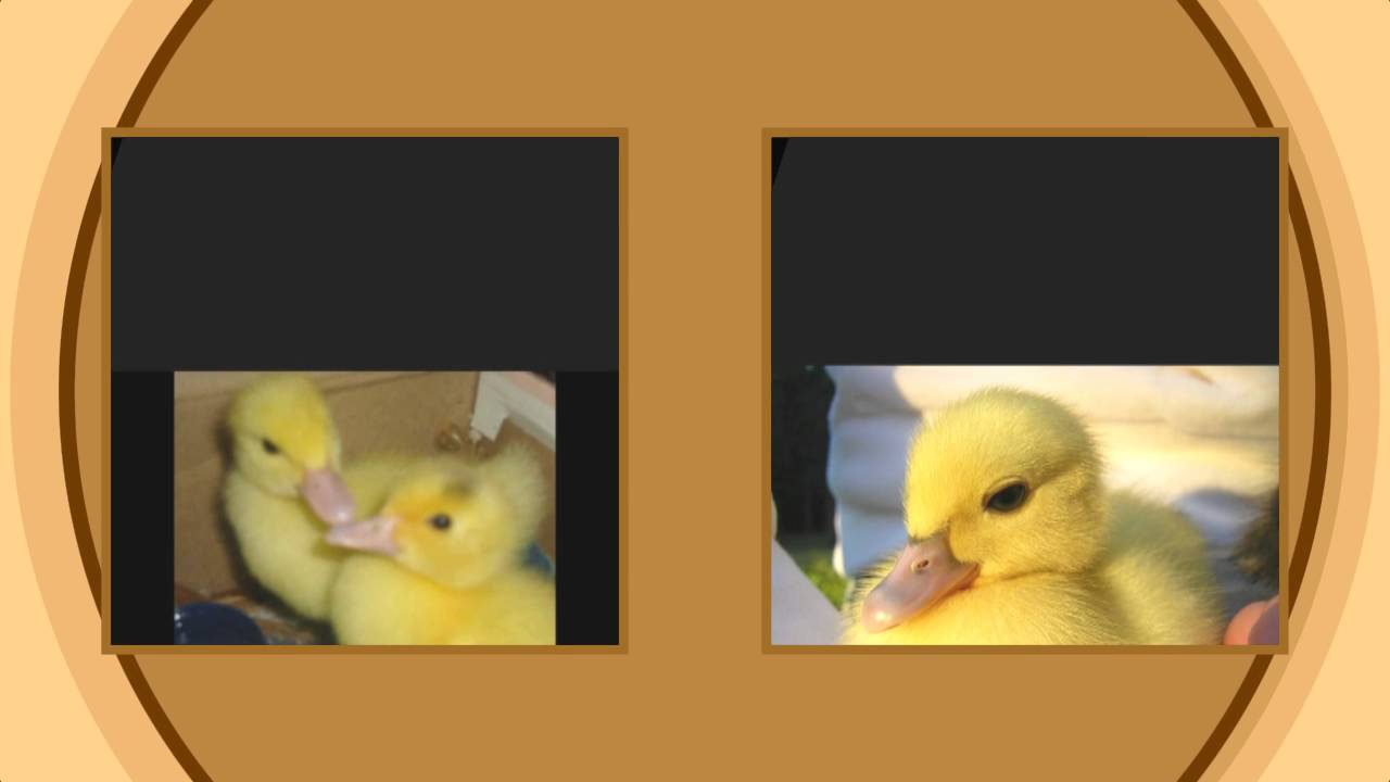 LÁ VEM O PATO PATATI PATACOLA