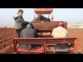 دقيقة ونصف تعرفك بطرق زراعة البطاطا ريف حلب Potato Cultivation In Aleppo Syria 