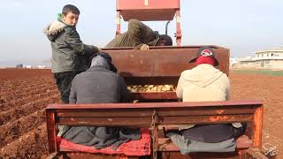 دقيقة ونصف تعرفك بطرق زراعة البطاطا ريف حلب..  Potato cultivation in Aleppo syria