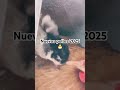 Nació la pollada 2025 #gallitosminiatura #gallos #kikirikis #gallinas #pollitos