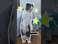 Cute cat cat kucing shorts