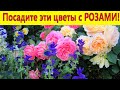 Посадите эти цветы с РОЗАМИ! Лучшие компаньоны роз в саду.