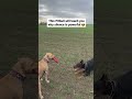 Pitbull Behavior: Understanding Aggression in Pitbulls | Silence is the master key | Pitbull Video