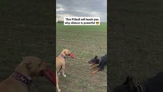 Pitbull Behavior: Understanding Aggression In Pitbulls | Silence Is The Master Key | Pitbull Video