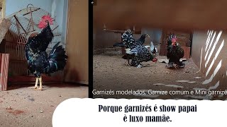 Garnizés Modelados, Garnizé Comum E Mini Garnizé