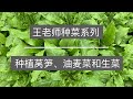 王老师种菜：种植莴笋、油麦菜和生菜（莴苣属三姐妹）