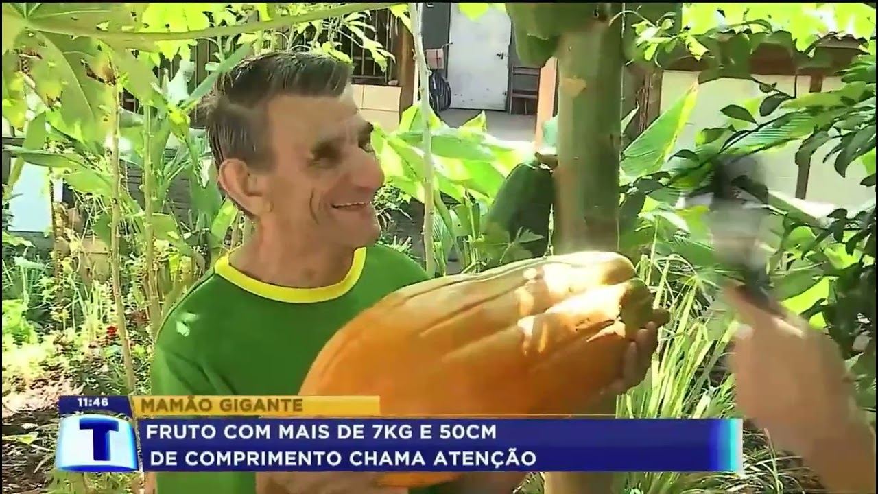 Mamão gigante de 7 kilos impressiona moradores no centro de
