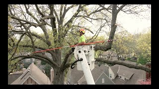 Tree Trimming - Urban Forestry LLC