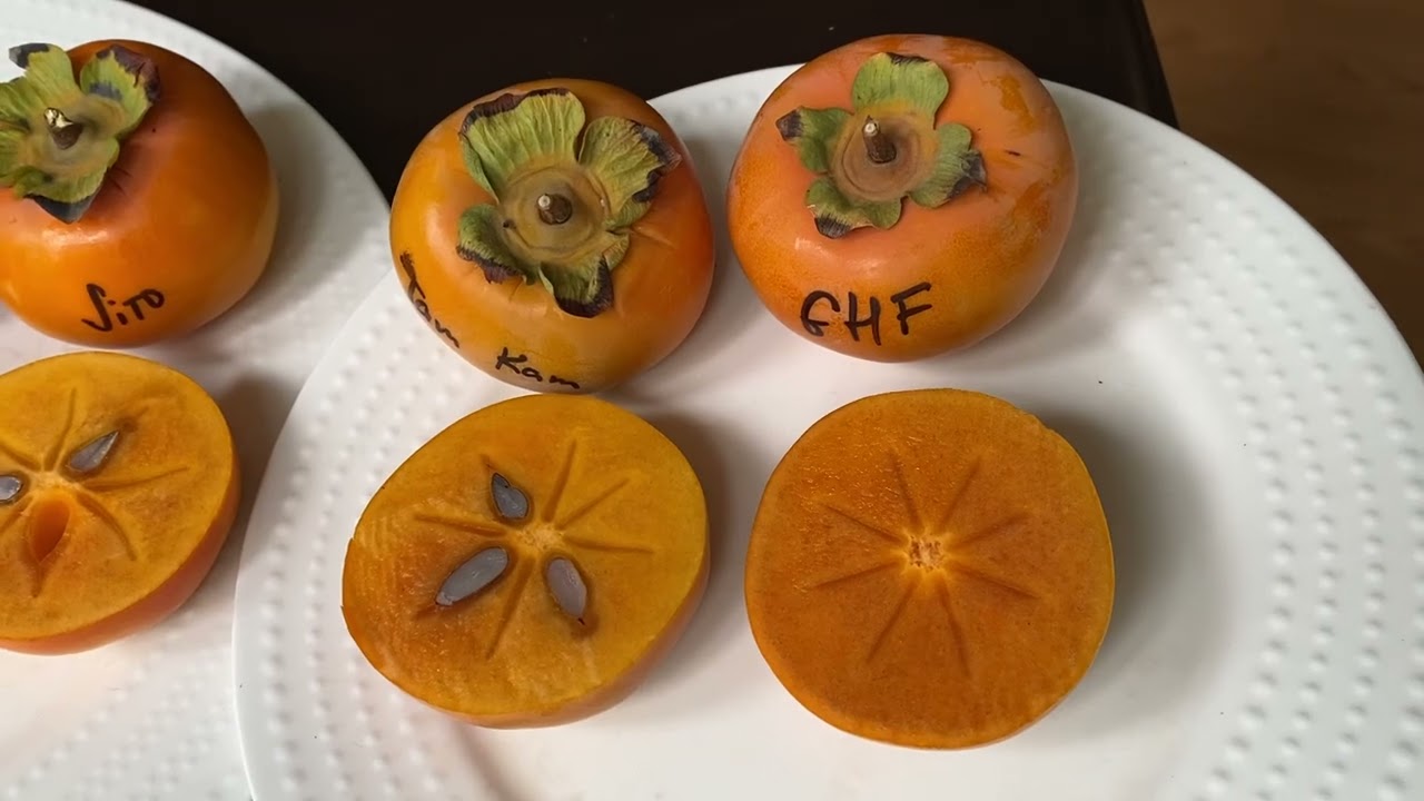 Сравнительная дегустация невяжущих сортов хурмы: Идзу, Фую, Дзиро, Там Кам и гигантской Хана Фую.