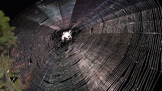 Почему пауки плетут паутину? Интересные факты про паутину. Паутина и пауки Почему пауки плетут паутину? Интересные факты про паутину. Паутина и пауки