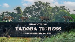 "Encountering Tigress Bhanuskhindi & Cubs: A Wildlife Spectacle in Tadoba Andhari Tiger Reserve!"