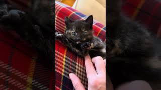 Adorable kitten enjoys getting her paws rubbed. Volume up to hear her adorable purring 🐱😻