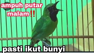 masteran cucak ijo mini malam hari || jomin gacor