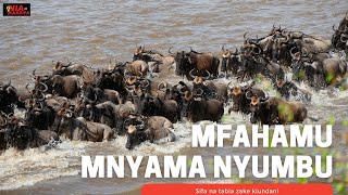 Mfahamu Nyumbu Mnyama anayepatikana Africa Pekee, Mwenye Sifa Kadhaa ikiwemo Sifa ya UJINGA.