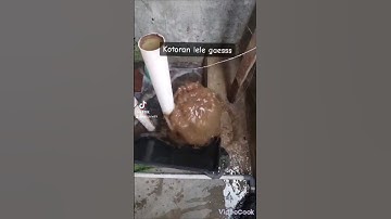 Buang kotoran tiap pagi utk mengurangi kadar amoniak #ikan #lele #sangkuriang #kolam #tambaku #usaha