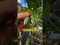 Cucamelon Looks Like Watermelon But Tastes Like Cucumber! #Shorts #Cucamelon #MelothriaScabra