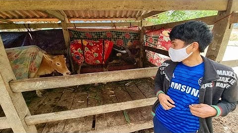 Diễn viên điện tử Điếc đồi thông phòng rét cho trâu bò. Nguyễn Tất Thắng