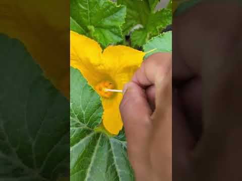 Βίντεο: Hand Pollinating Squash: How To Hand Pollinate Plants Squash