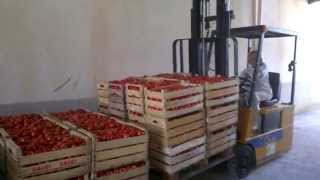 TUDIA AZIENDA AGRICOLA DI FERLITO AGATA screenshot 1