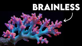 The Brainless Animals that Remember & Decide The Brainless Animals that Remember & Decide
