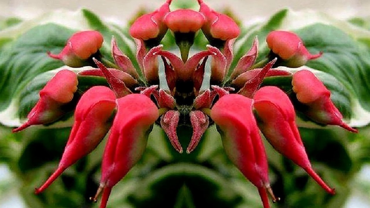 Педилантус Цветок Комнатный Фото Уход